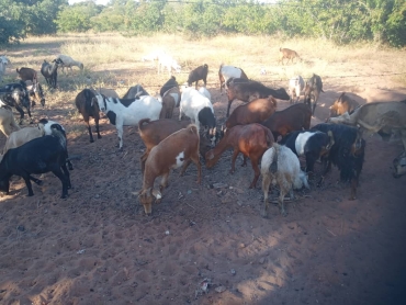 Planting Hope, One Goat at a Time: Moses’ Story